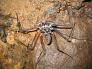 Araña de las cavernas