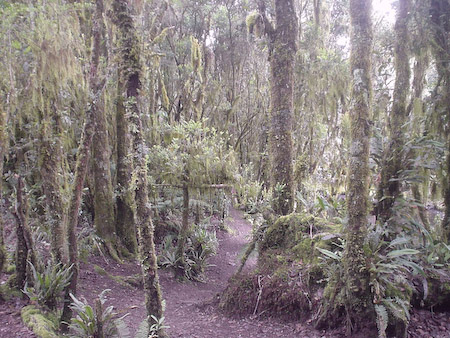 Vegatación de bosque montano alto