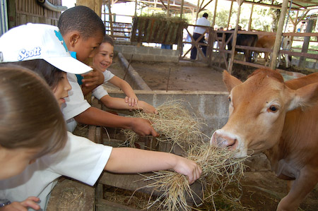 Animales domésticos