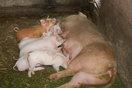 Cerditos alimentandose