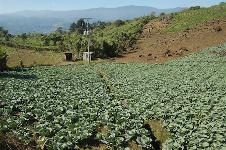 Plantación de repollo