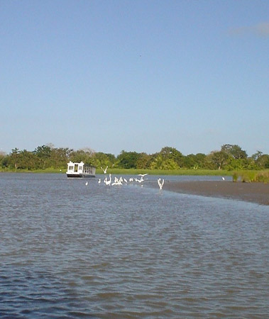 Diversidad de aves junto al rio