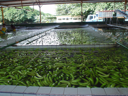 Empacadora de banano en el camino